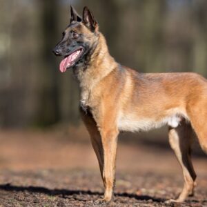 Cão de Guarda: Descubra suas características, raças mais indicadas, adestramento e funções