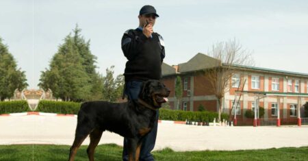 Vigilante Condutor de Cães: Conheça as características e atribuições dessa função